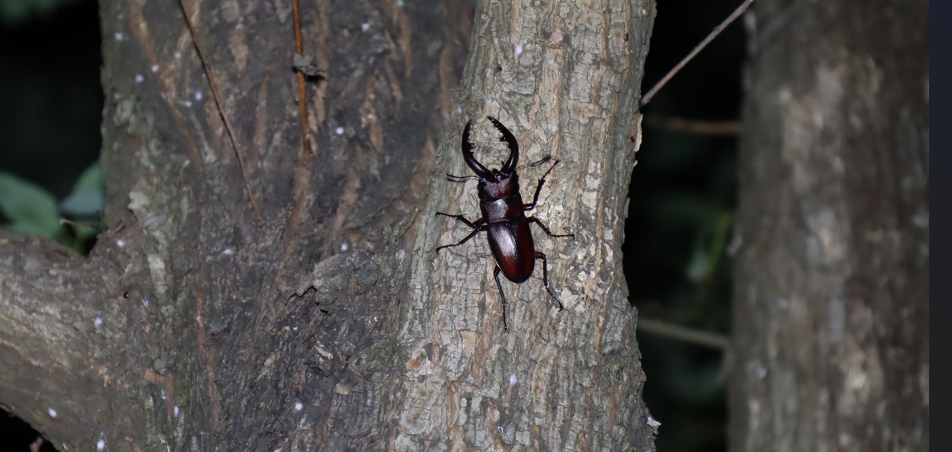 ノコギリクワガタ♂_その他のヤナギ_ヤナギ林_2023年5月30日19時50分 気温20.3度